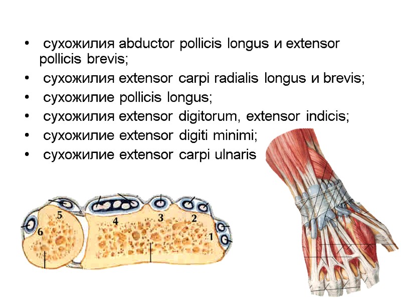 сухожилия abductor pollicis longus и extensor pollicis brevis;   сухожилия extensor carpi radialis